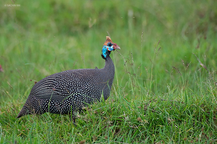 Helmeted Guinea Fowl