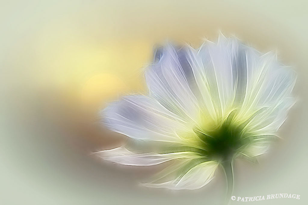 Moonlit Cosmos