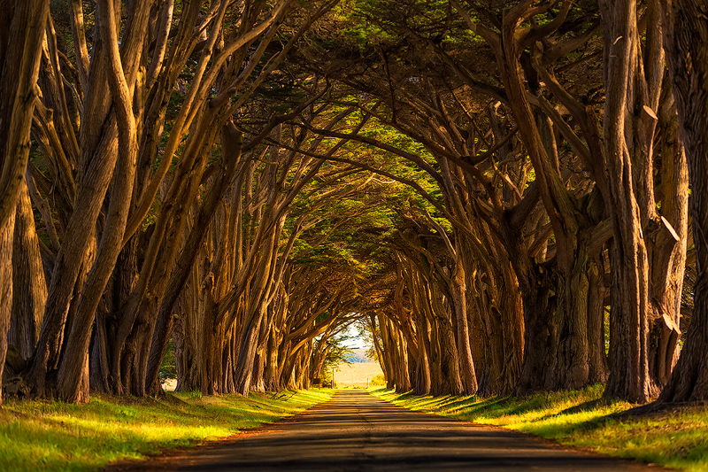 The Lost Path