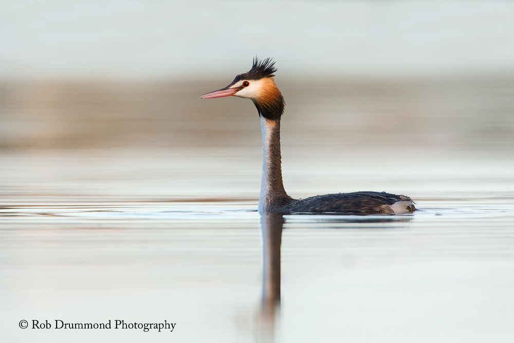 Loch Ness Monster