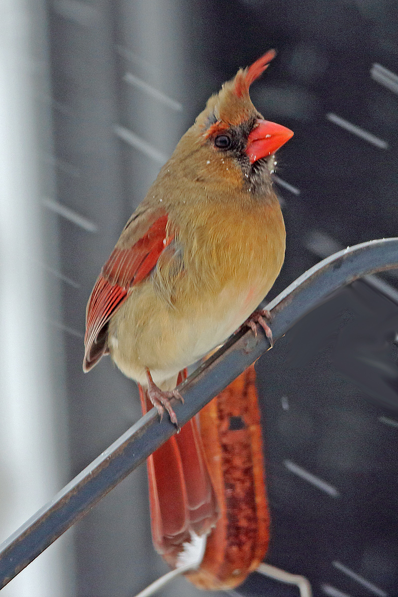 Snow cardinal
