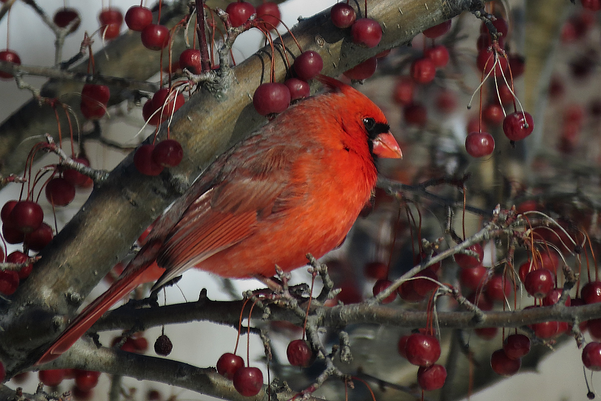Cardinal & crab apples
