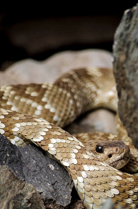 snake in rock 2