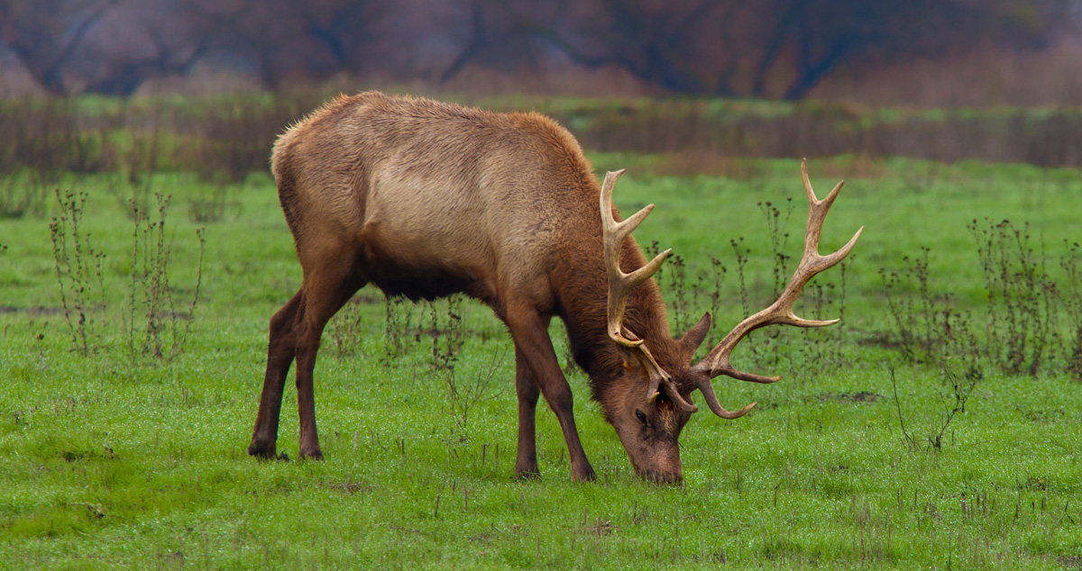 Tule Elk Grazing