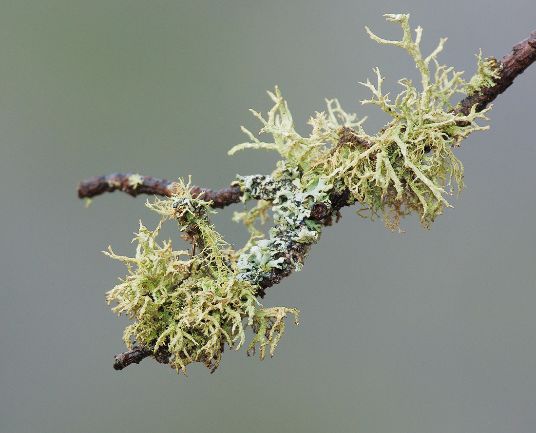 Lichens