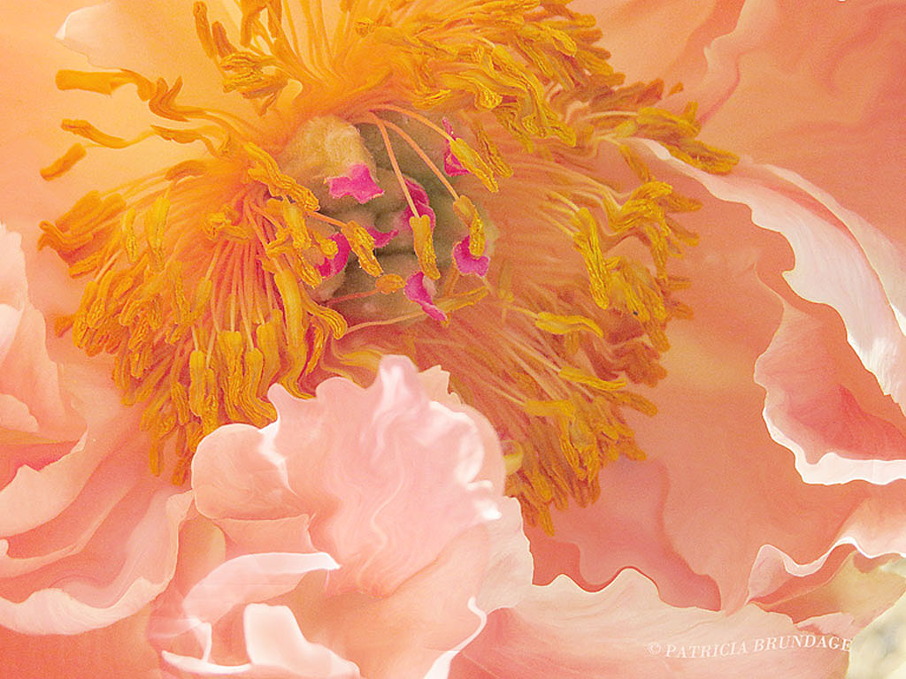 Peach Fantasy (+orig)