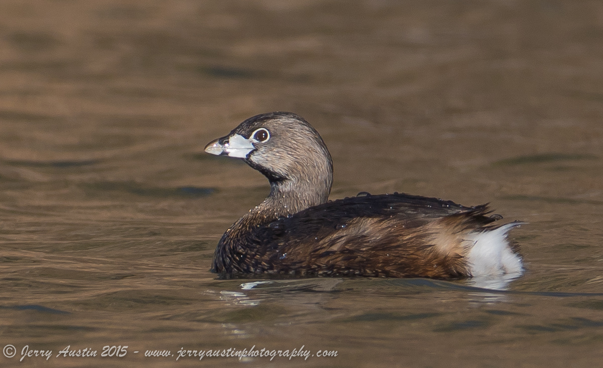 Pied-Billed Grebe