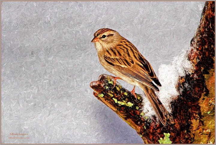 Snow Sparrow