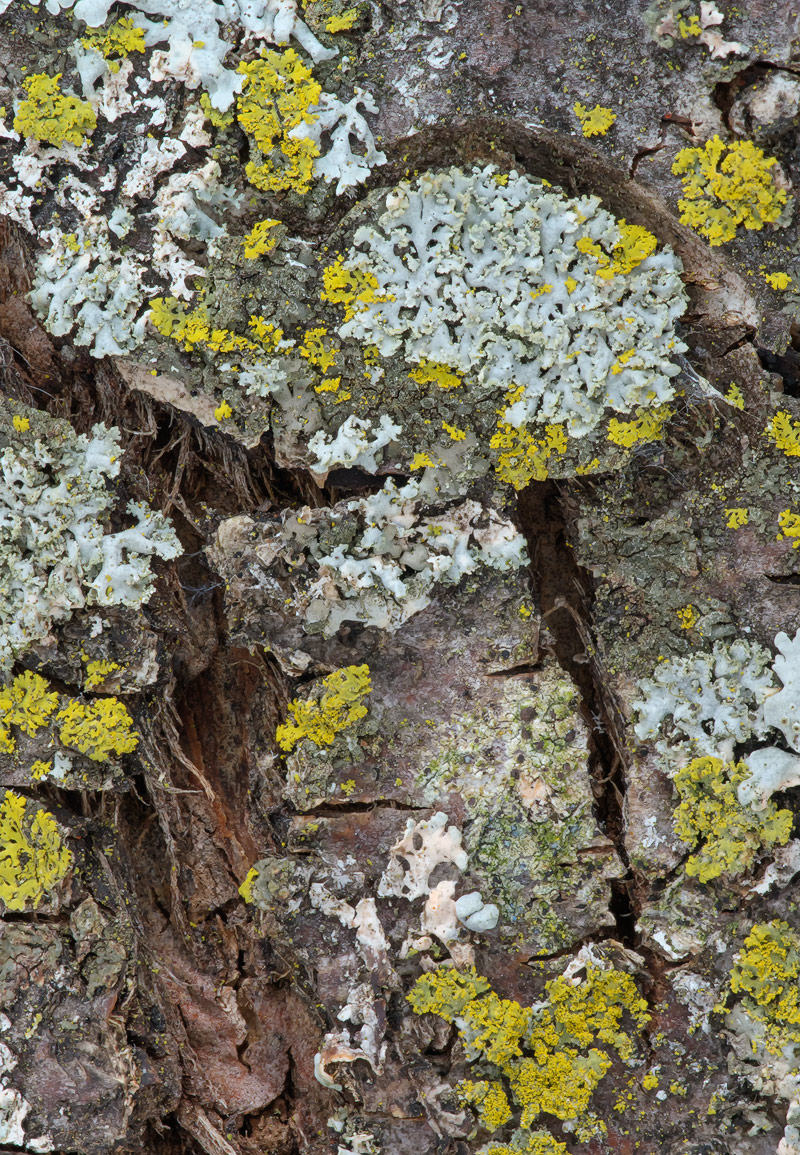 Lichen Landscape