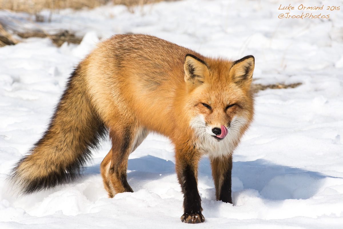 Full Fox