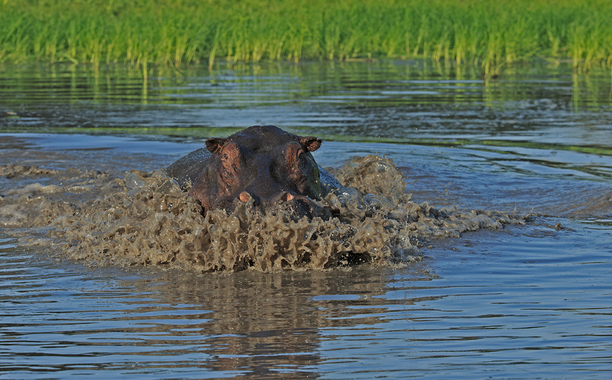 Unhappy Hippo