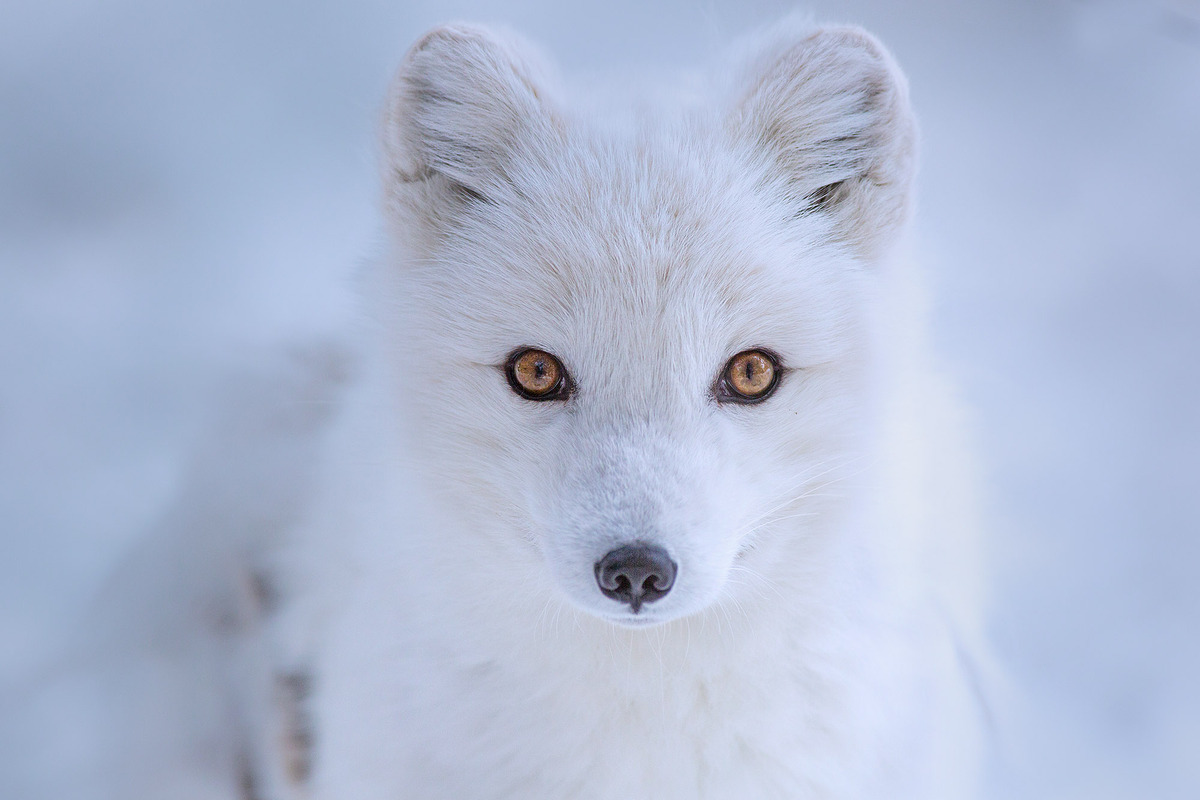 Arctic Fox