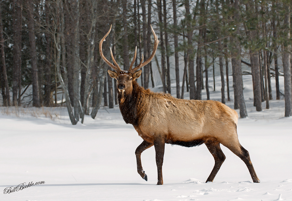 Bold Elk 