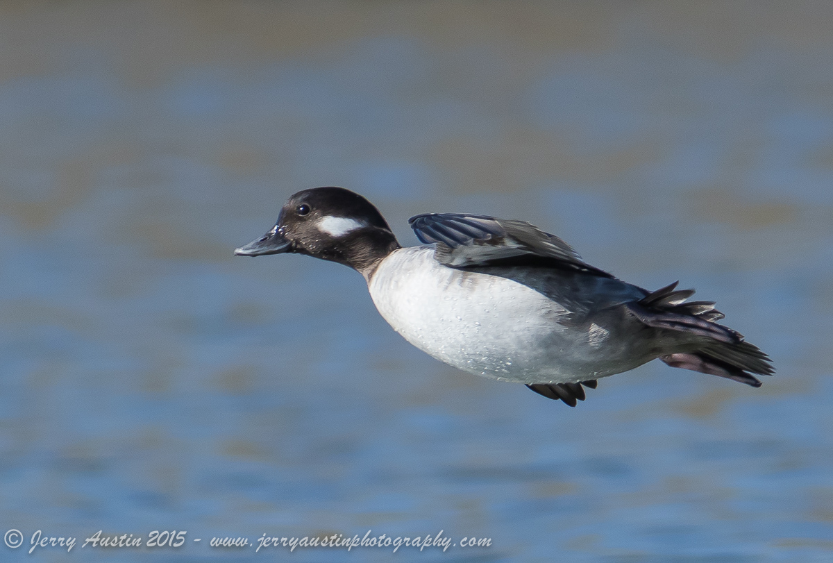 Bufflehead Glider