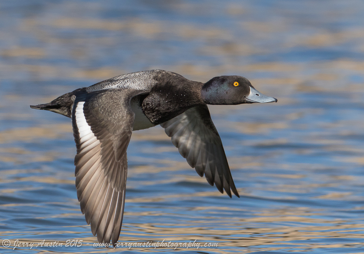 Lesser Scaup in Flight