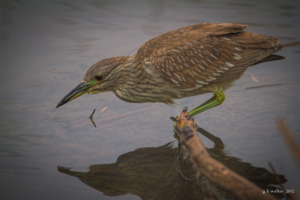 Immature Night Heron