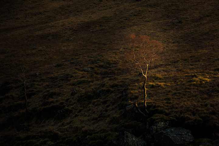 Isolated Tree