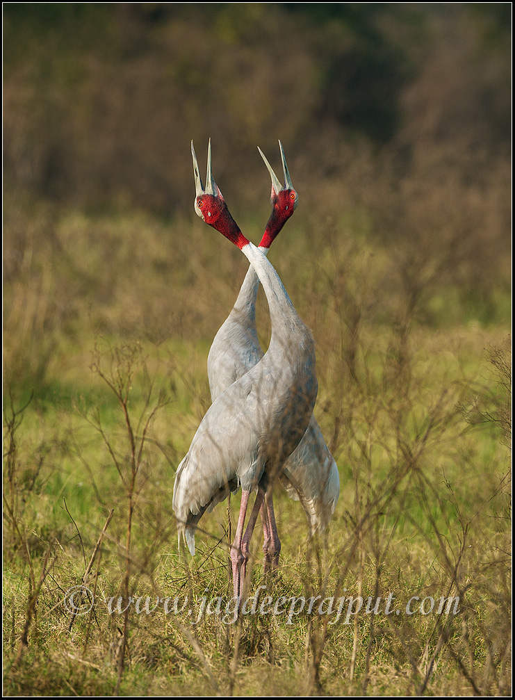 Saras Crane