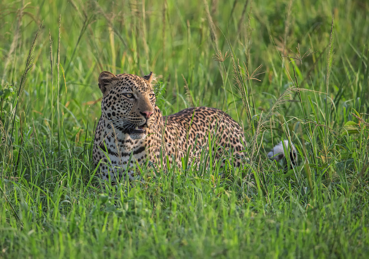 Leopard in Environment