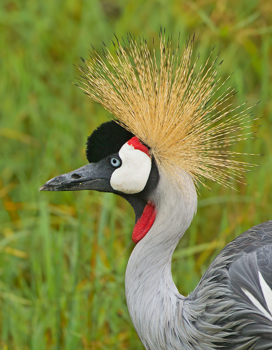 Grey Crowned Crane