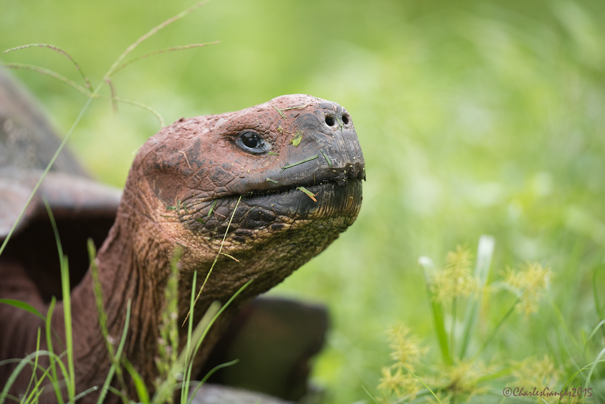 Galapagos Giant Tortoise