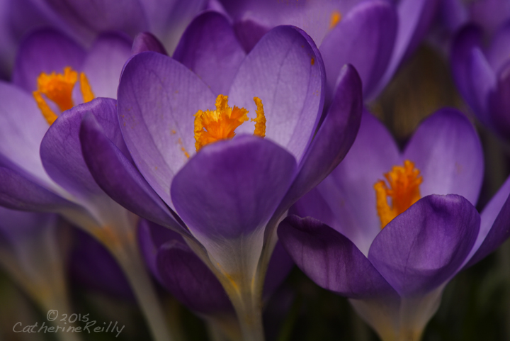 The Crocus are EARLY!
