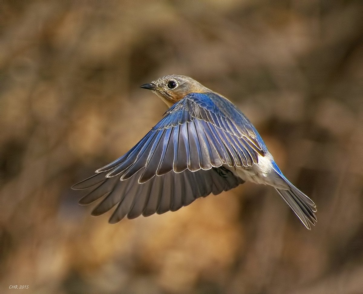 Graceful Bluebird