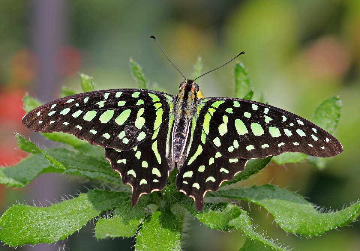 Patterns in Butterfly