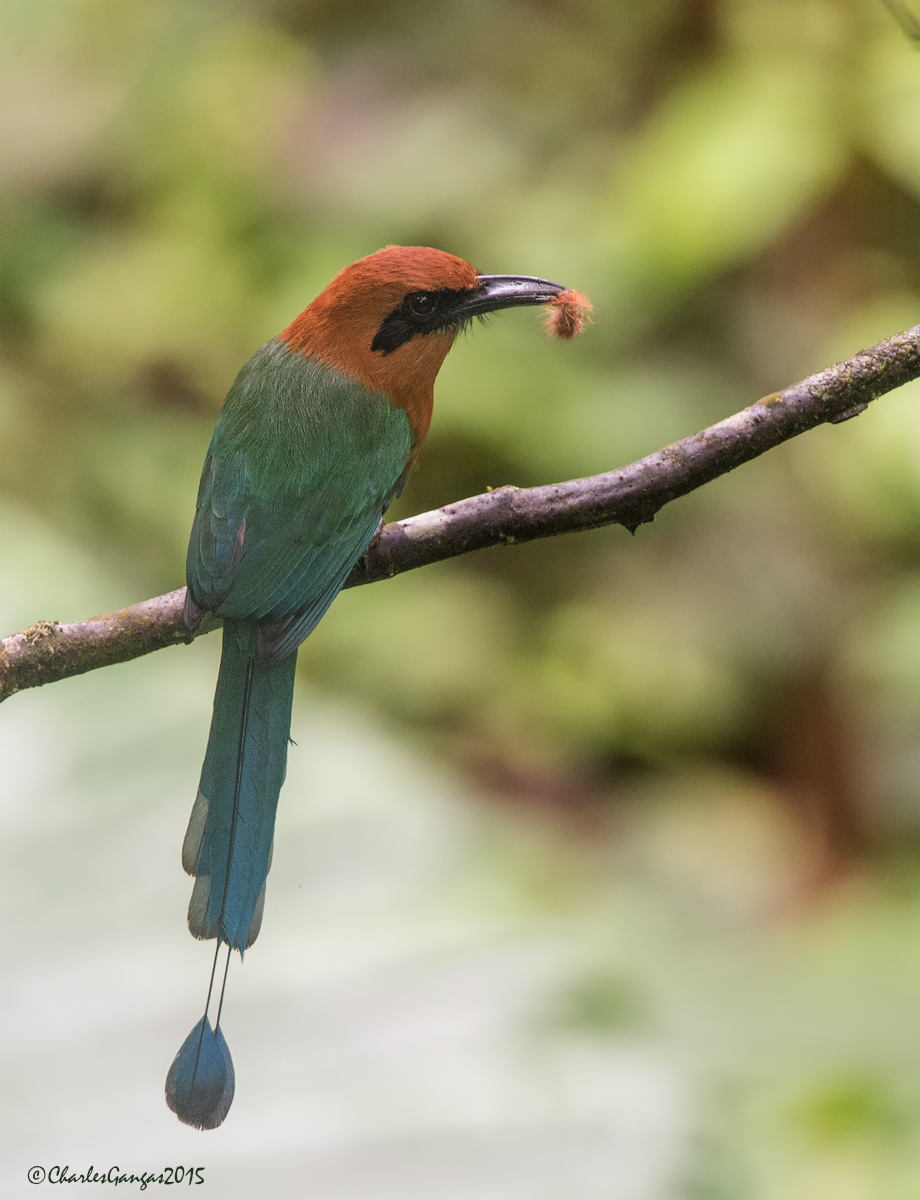 Rufous Motmot