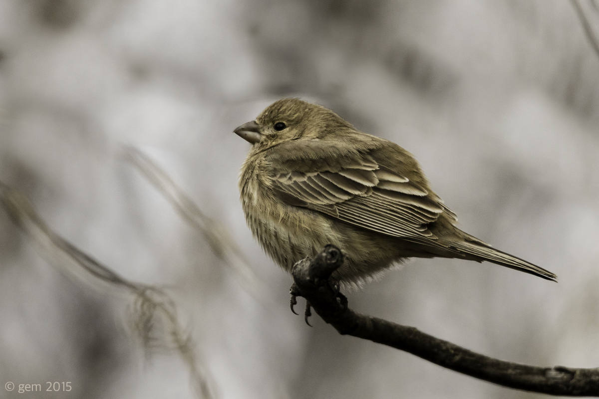 House Finch (Female)