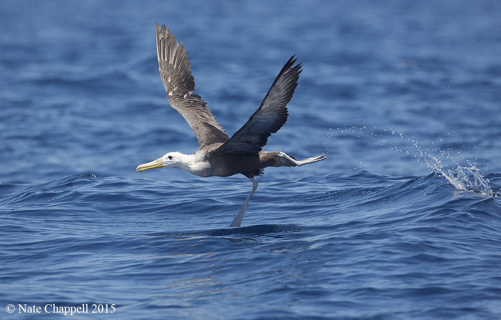 Galapagos Albatross