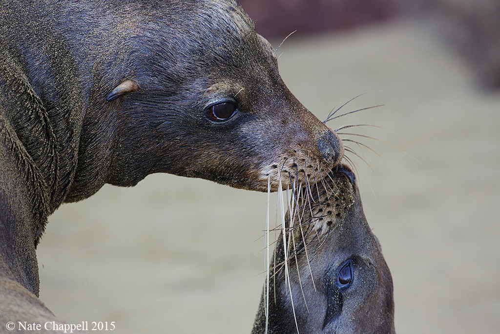 Galapagos Sea Lions