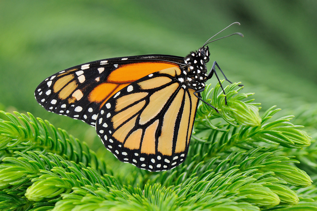 Monarch