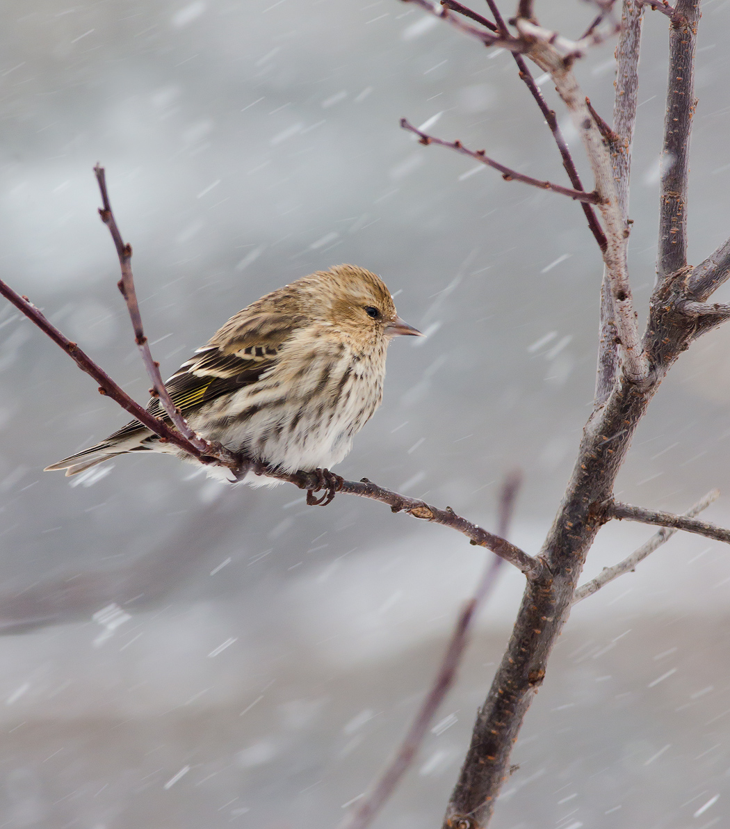 Pine Siskin