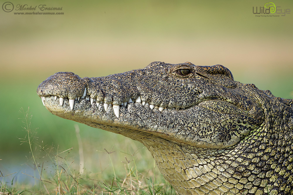 Croc Stare