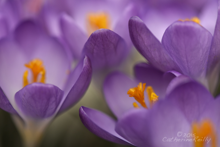 Softly