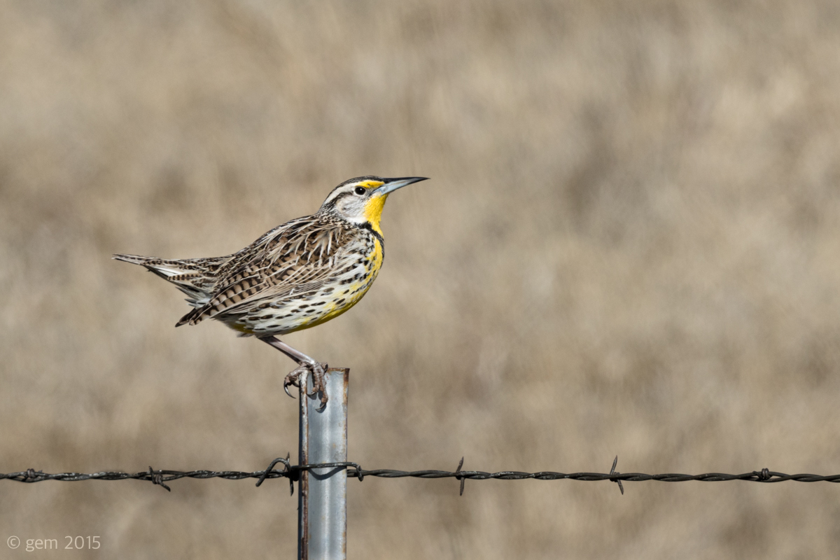 Meadowlark II