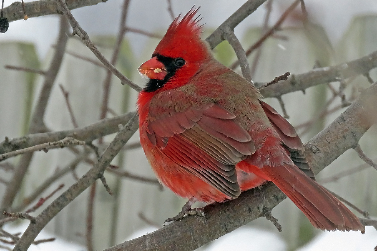 Cardinal
