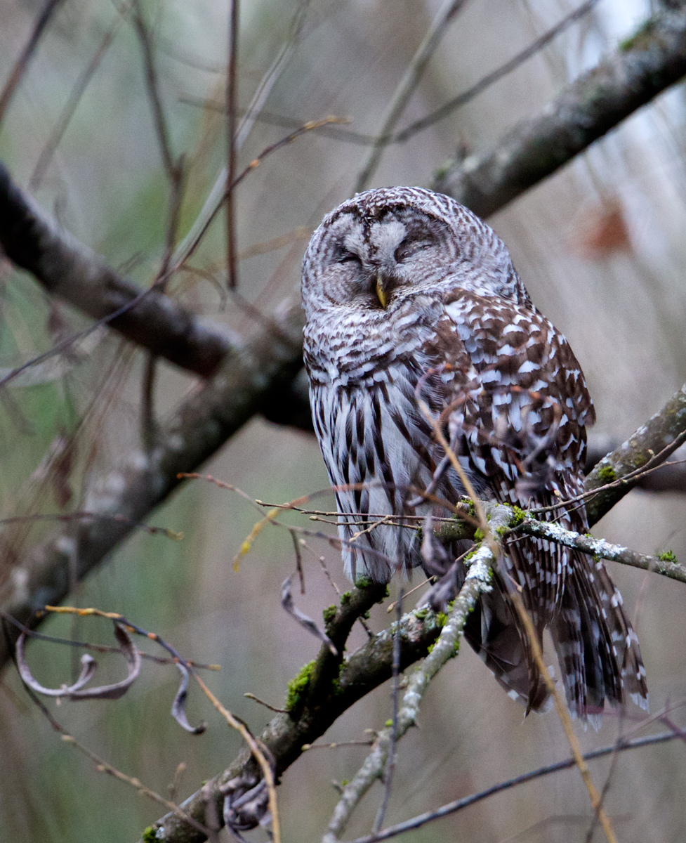Barred Owl