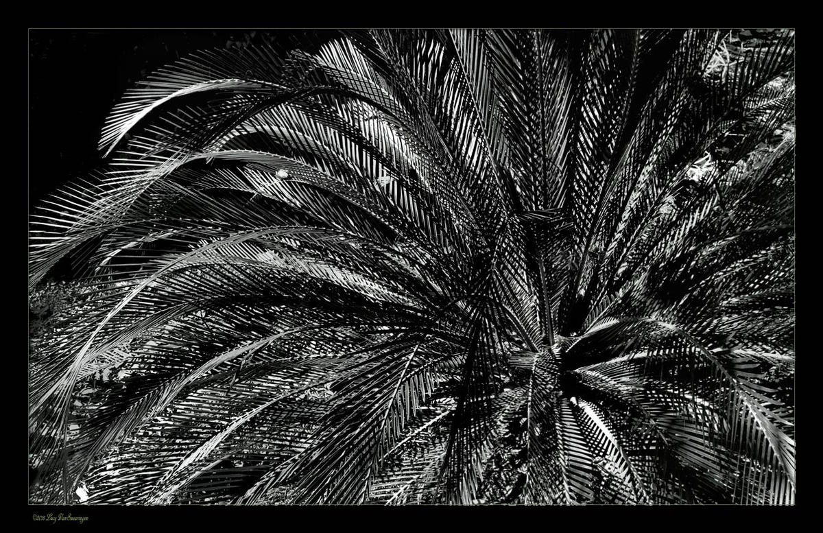 Hi Contrast Fronds