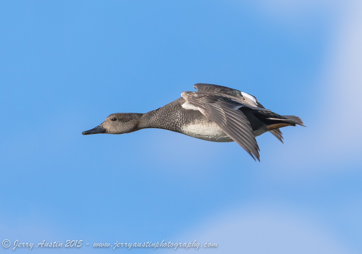 Gadwall in Flight
