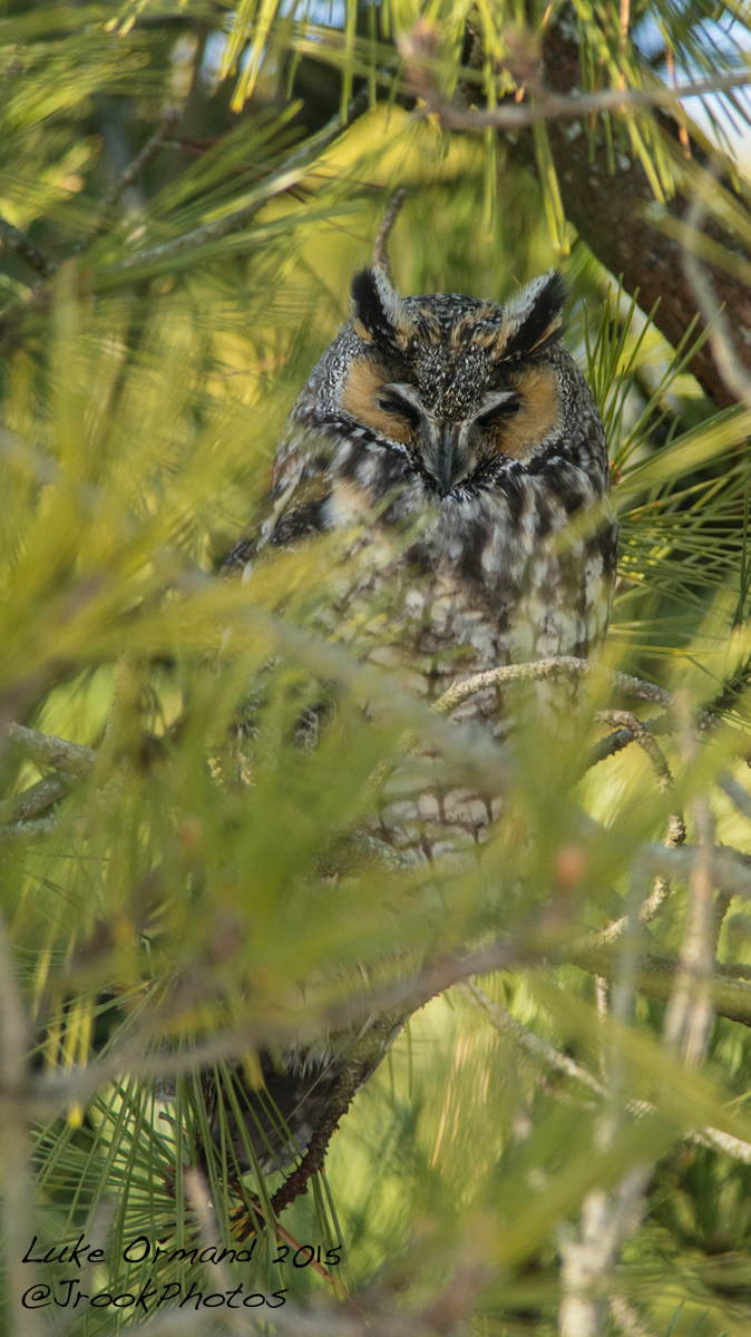 Long-eared Owl