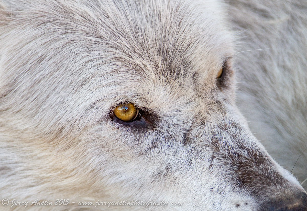 Wolf Eyes