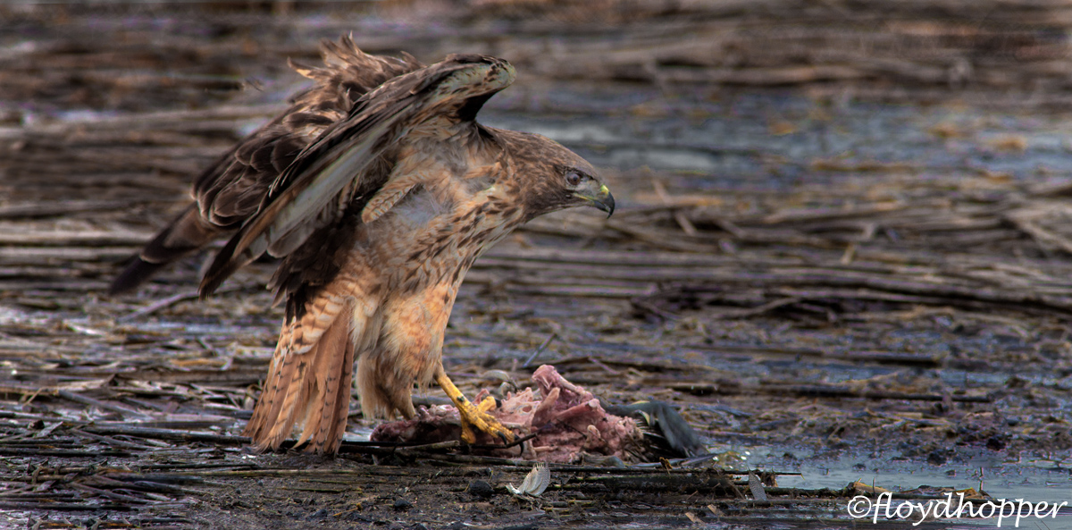 Red-tailed Hawk Feeding