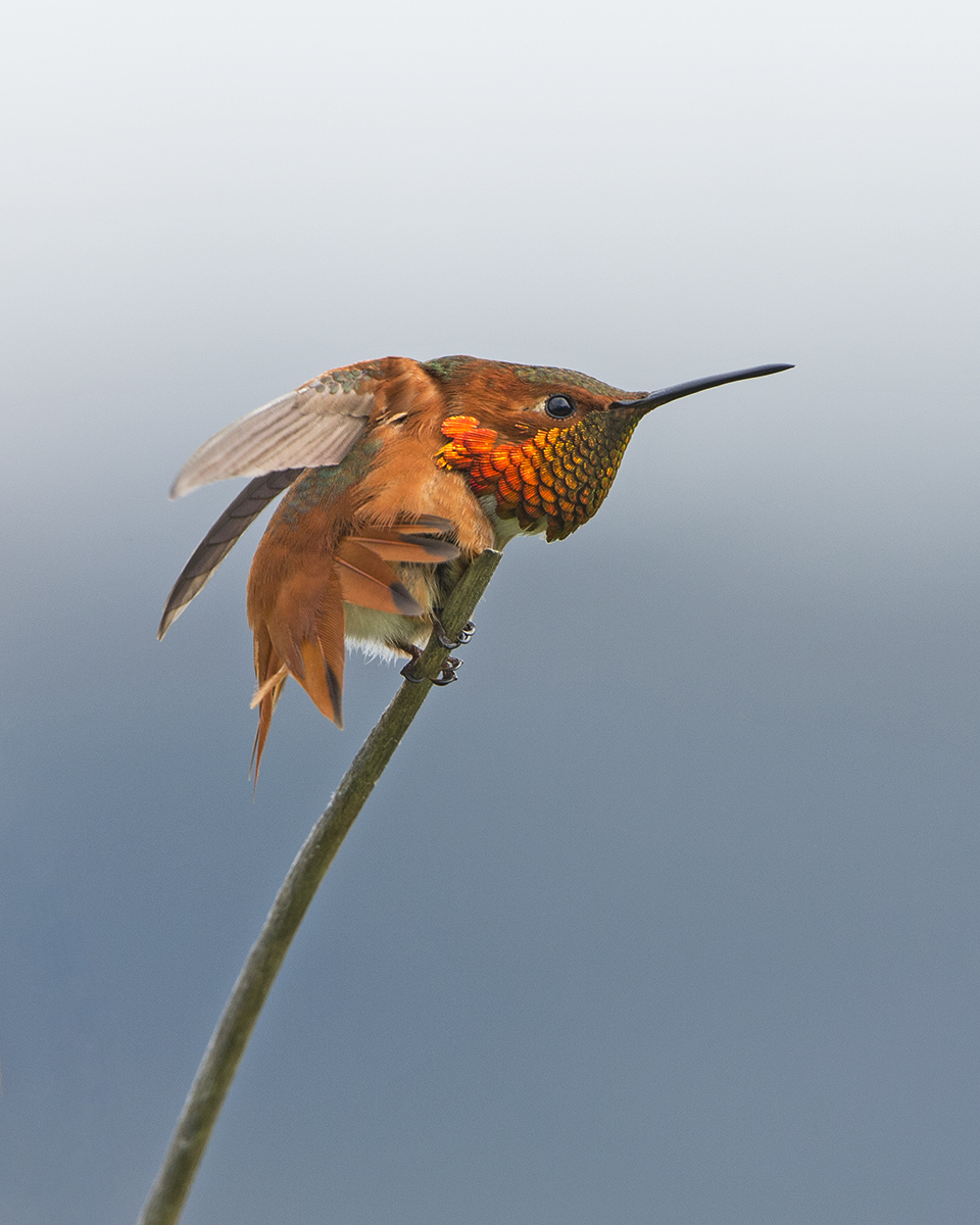 Rufous