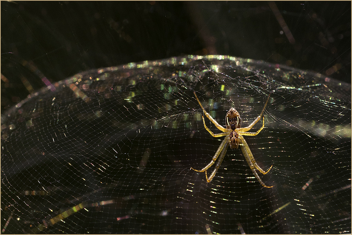 spider's domain