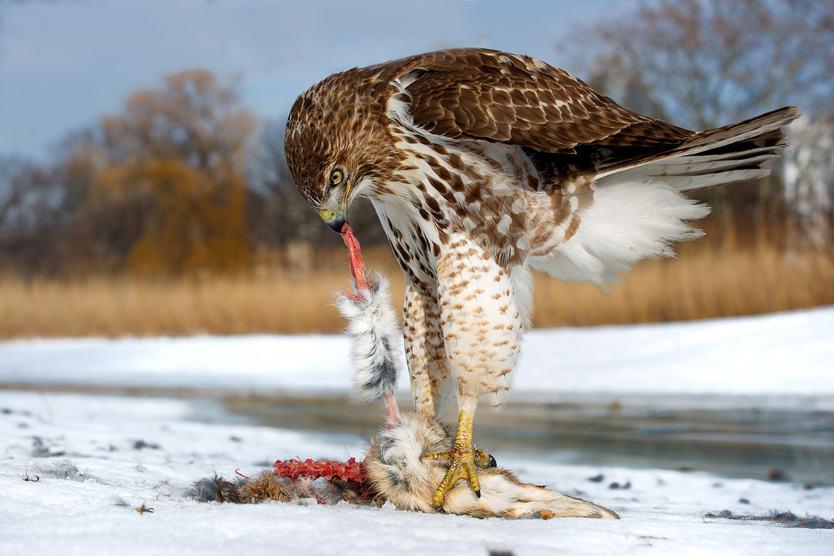 Red-tailed Hawk