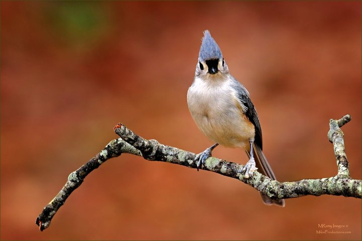 Tufted