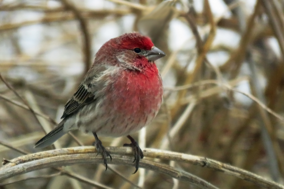 House finch