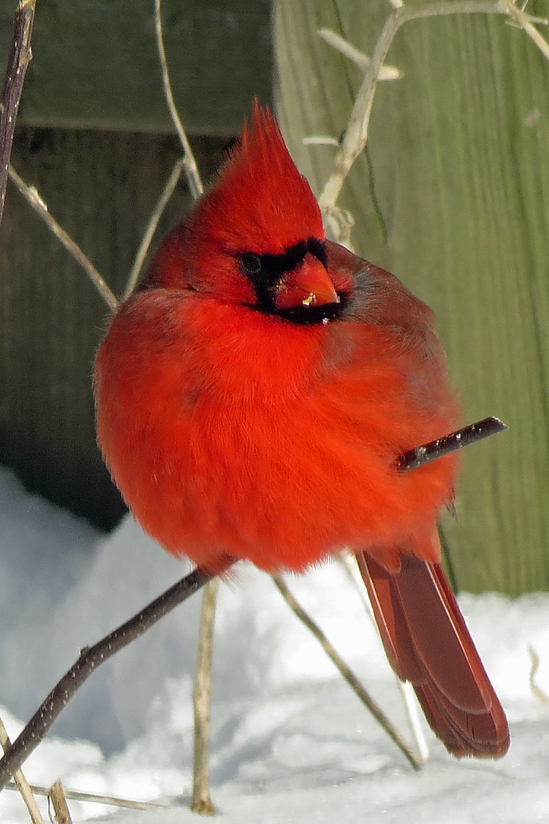 Snow cardinal